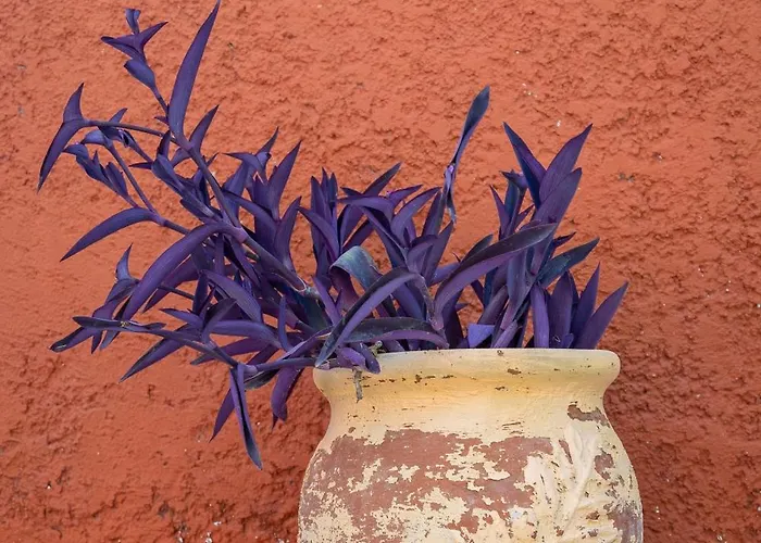 Vliho Bay Boutique 3* Jéni